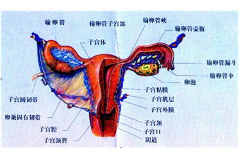 陰女 意思